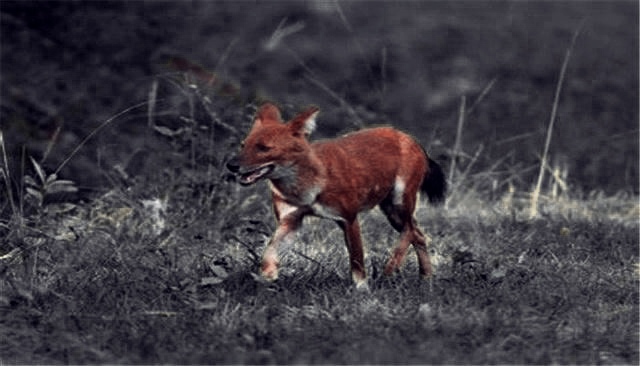 豺狼当道打一正确生肖，真相解释落实