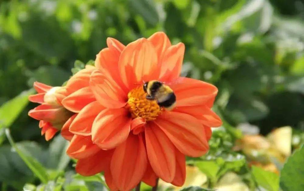 秋菊依簇三二开猜一动物，网络解释的落实