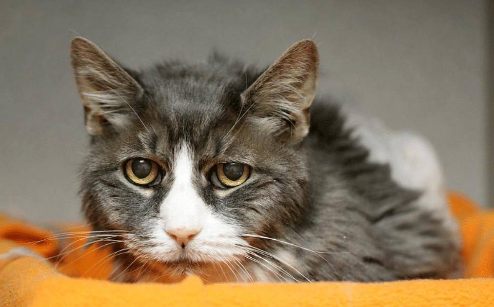 献计献策打一正确生肖?深度解析与智慧思考