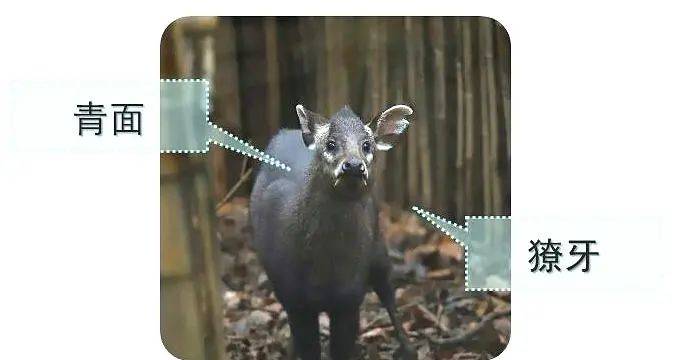 谜语探秘，青面獠牙的动物猜一动物