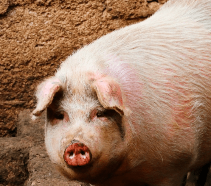 人怕出名猪怕壮是什么生肖，的精准解答与落实精神