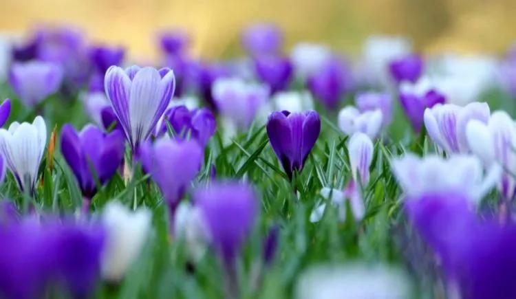 郁金香代表什么生肖,奥秘解释落实 郁金香代表什么生肖,奥秘解释落实