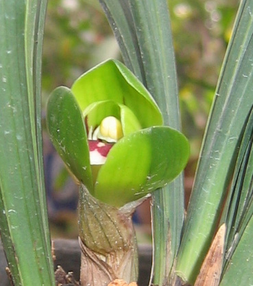 荷花兰李找竹花,生肖之谜的诗意解读 荷花兰李找竹花,生肖之谜的诗意解读