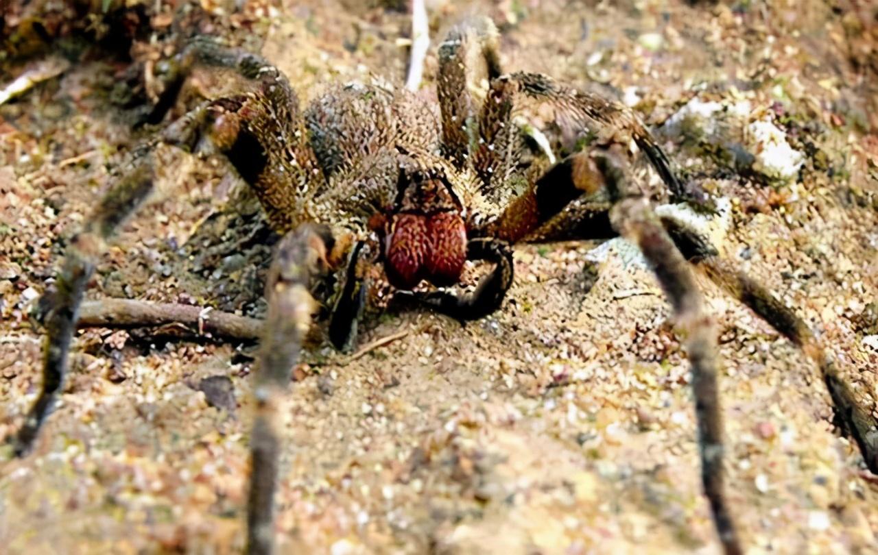 钻角尖，专打二数猜一动物，深度解析与智慧选择