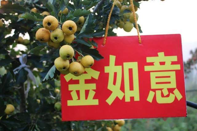 绿树红果丰收期猜一生肖，精选解析与落实的详细结果