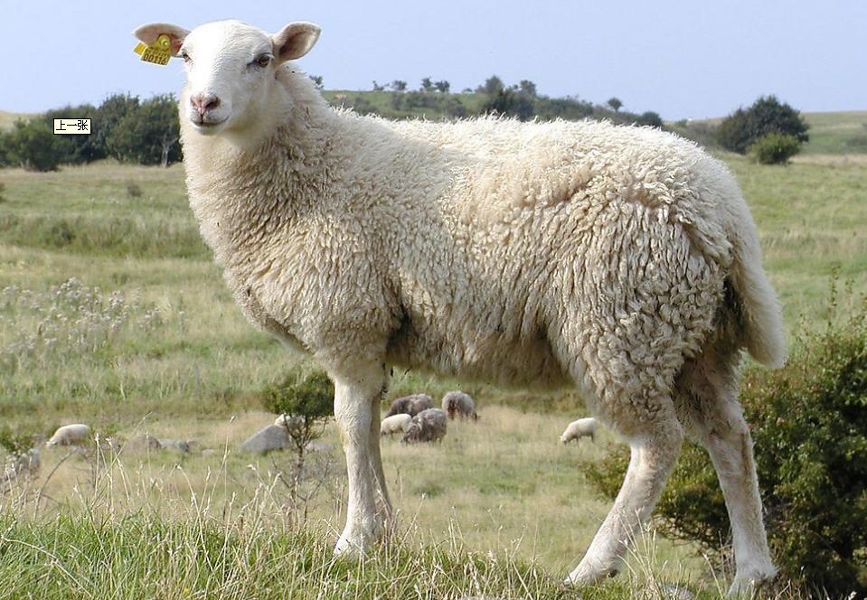 羊男龙女生肖相配吗，一场跨越传统与现代的情感探索