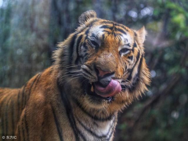 虎冲猴三合是什么生肖，深度解析与落实