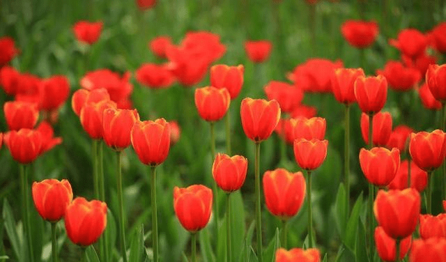 郁金香代表什么生肖，奥秘解释落实