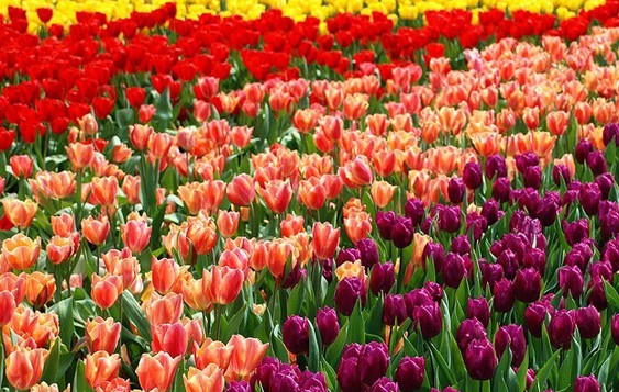 郁金香代表什么生肖,奥秘解释落实 郁金香代表什么生肖,奥秘解释落实