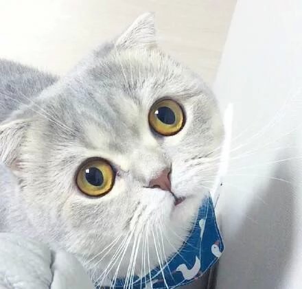 两眼墨黑猜一动物，网络解释的落实