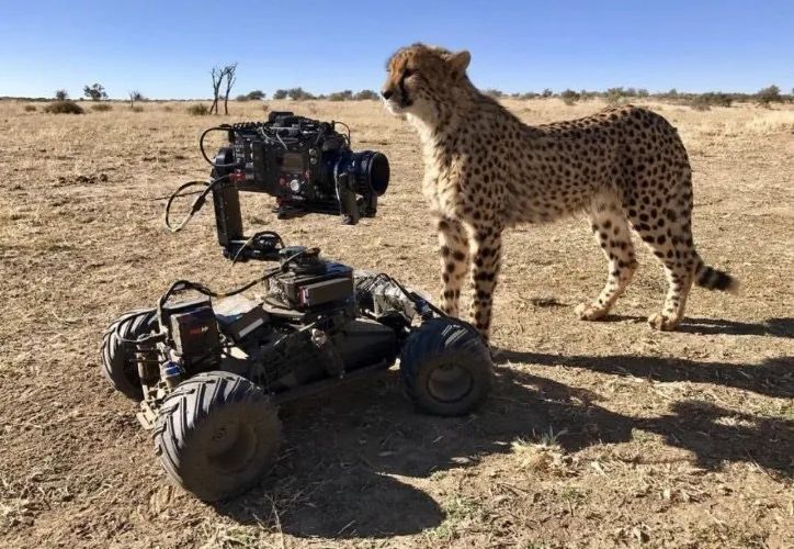 鸟枪换炮打一生肖动物，揭秘背后的文化寓意