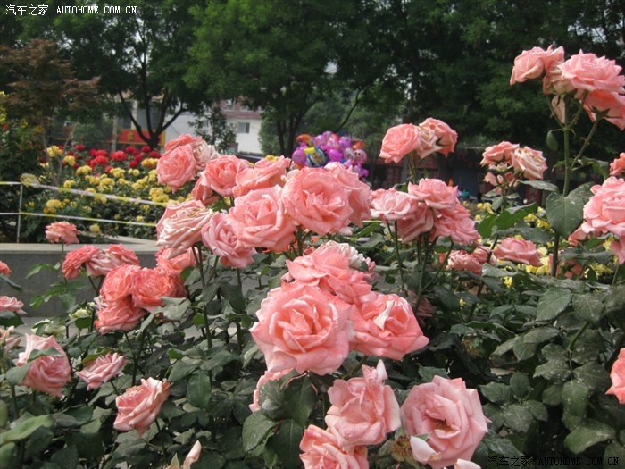 姹紫嫣红映生肖，社会进步与文化解析的绚烂篇章