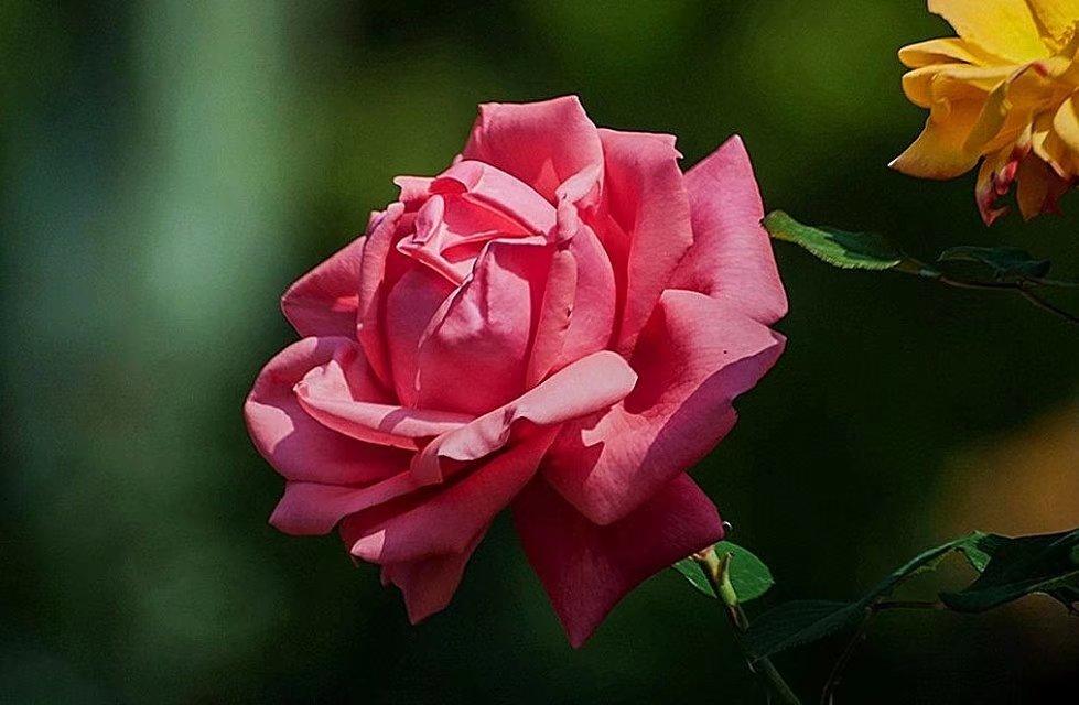 红花绿叶间的智慧与策略，揭秘兔子的生存哲学