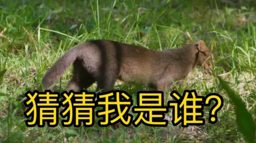 功成不居，猜一动物，鹤的智慧与哲学