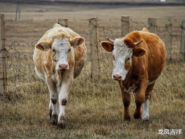 羊冲牛，生肖相冲的奥秘与文化解读