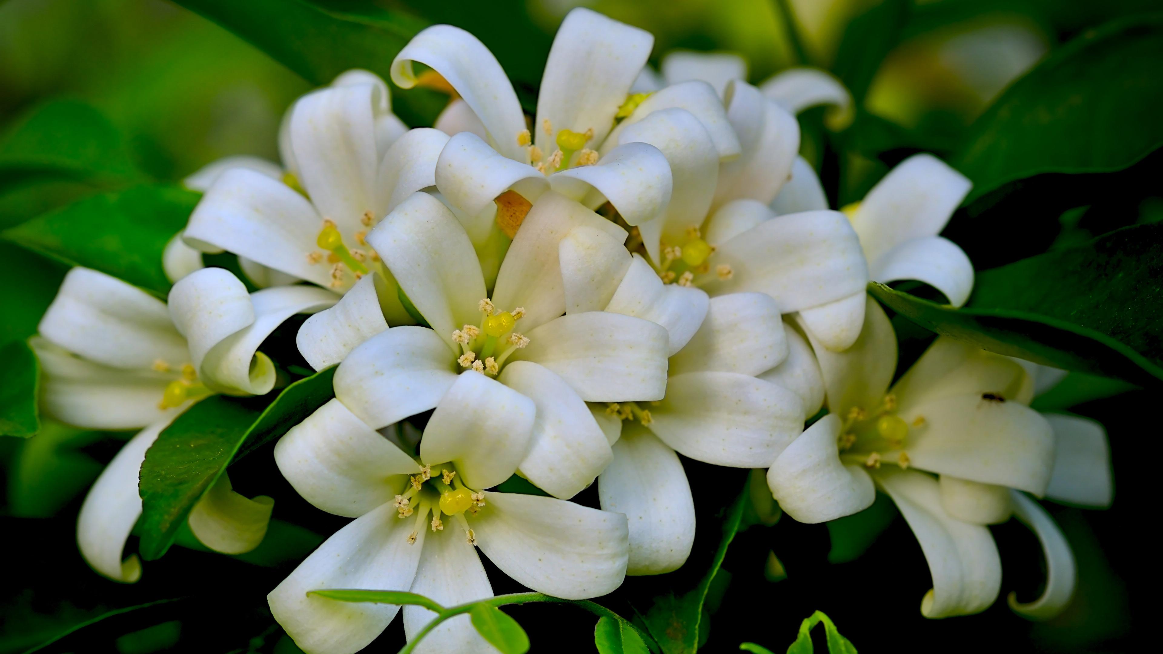 静观其变，生肖中的沉稳智者—牛