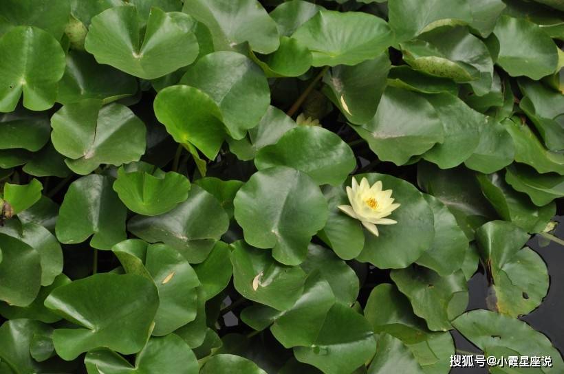 绵绵不绝指的是什么生肖，全面揭晓解释落实