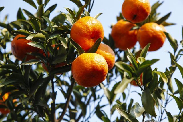 春光夏雨夜，谜中藏深意—揭秘十分春光夏雨夜背后的文化寓意与动物之谜