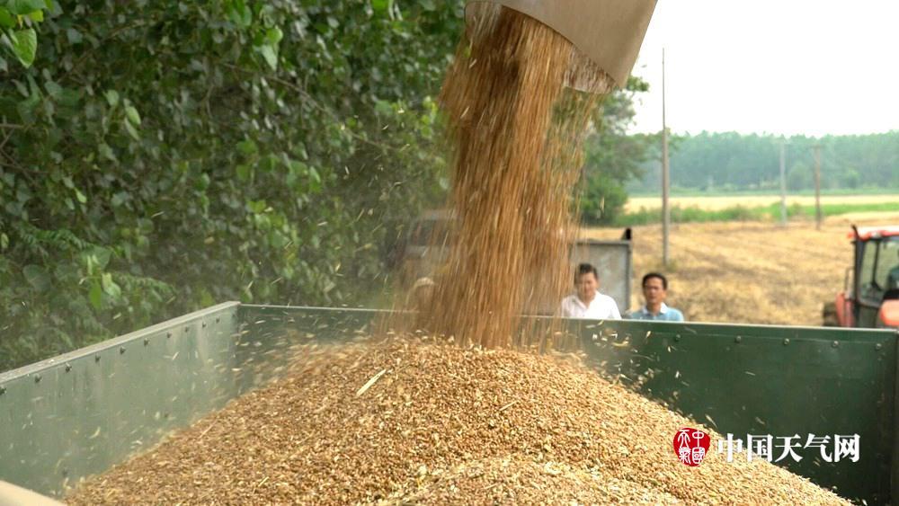 七月大地金灿灿，揭秘生肖之谜