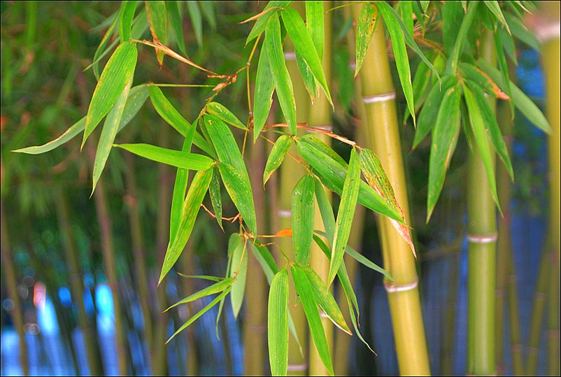 胸有成竹生肖，的不安分之选