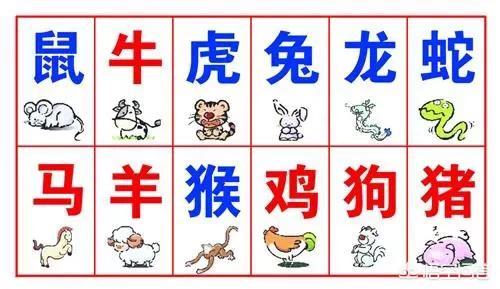 十二生肖最实际猜一动物，与积极行动的完美结合