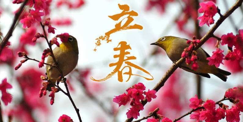 立春代表什么生肖，精选解析与落实的详细结果