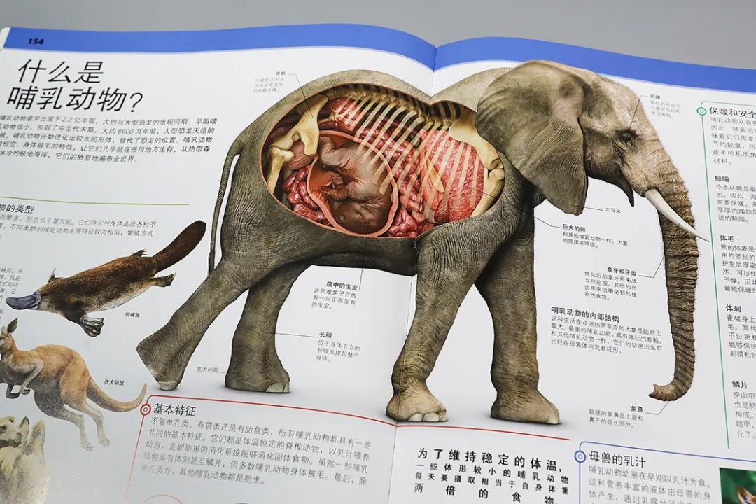 谜语探秘，尺树寸泓中的动物奥秘