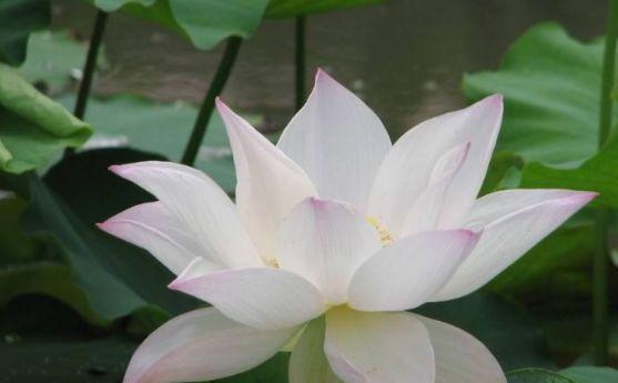 水性杨花的生肖,经典解释作答落实 水性杨花的生肖,经典解释作答落实