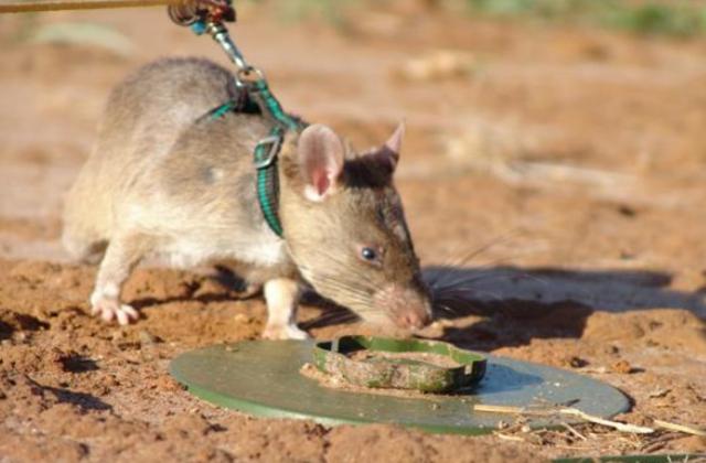 满载而归，生肖鼠的智慧之旅与寓意深远的启示