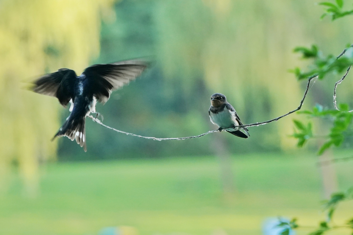 探秘如沐春风背后的动物奥秘，揭秘春之使者—燕子