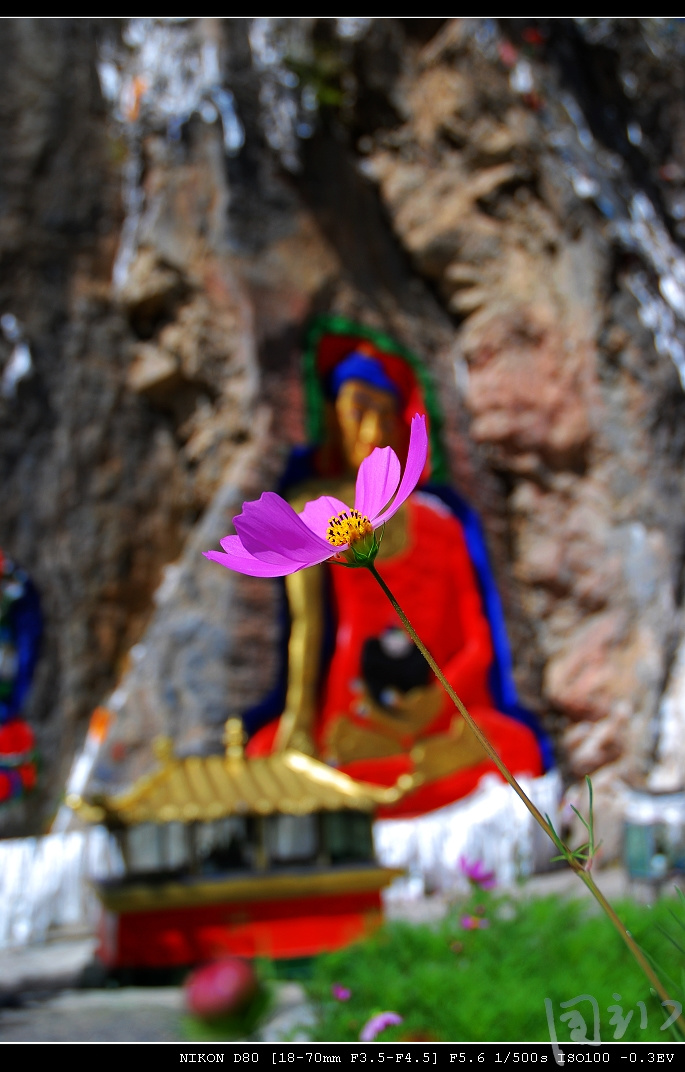 借花献佛猜一动物，寓言背后的智慧与启示