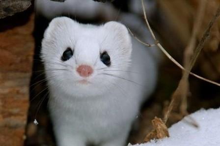 十二生肖中的懒王，揭秘最懒的生肖及其背后的文化寓意