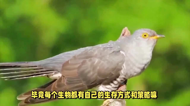 妙手回春，揭秘动物界的智慧与战略运用