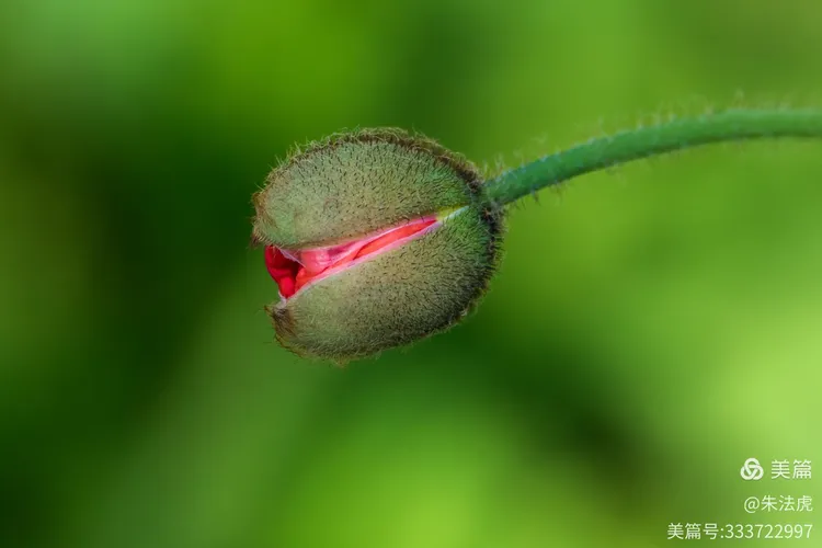 含苞欲放猜一动物，正确解释与落实