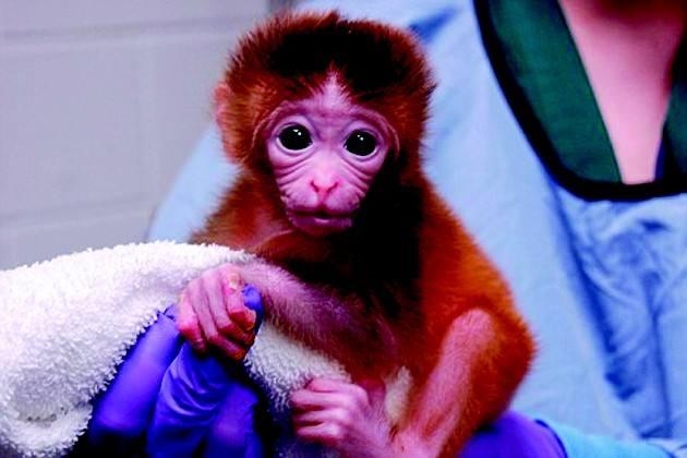 机灵的生肖，揭秘属猴人的智慧与敏捷