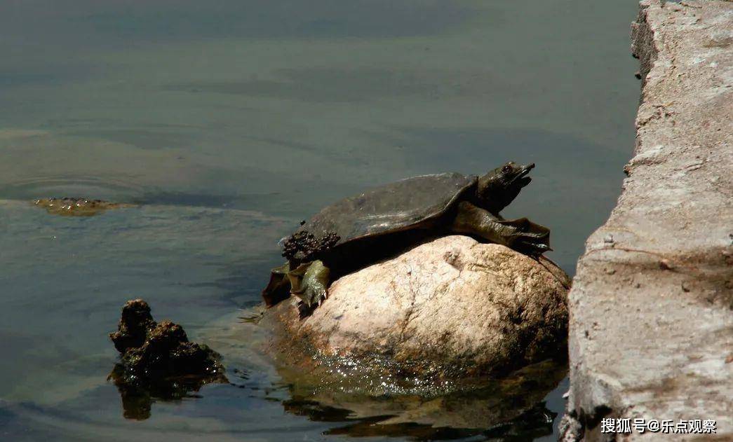 揭秘王八背后的文化与生肖之谜