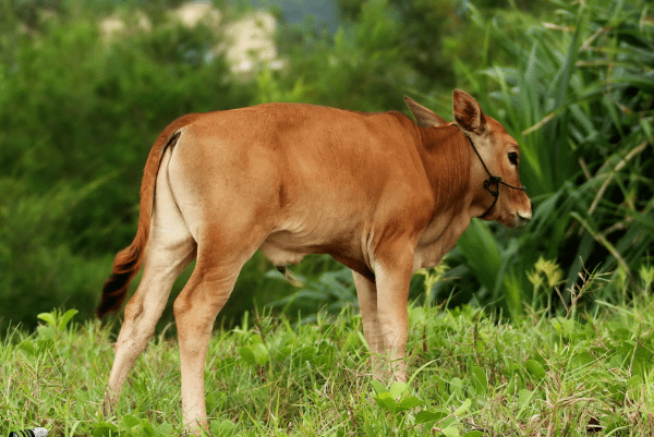 生肖牛几月份出生最好，深度解析与落实