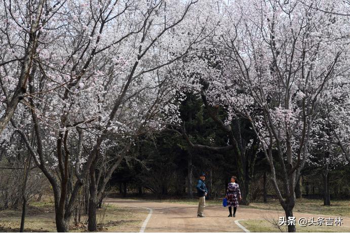 喜见树前闹杏花是猜一动物，一场误导解释的落实与反思