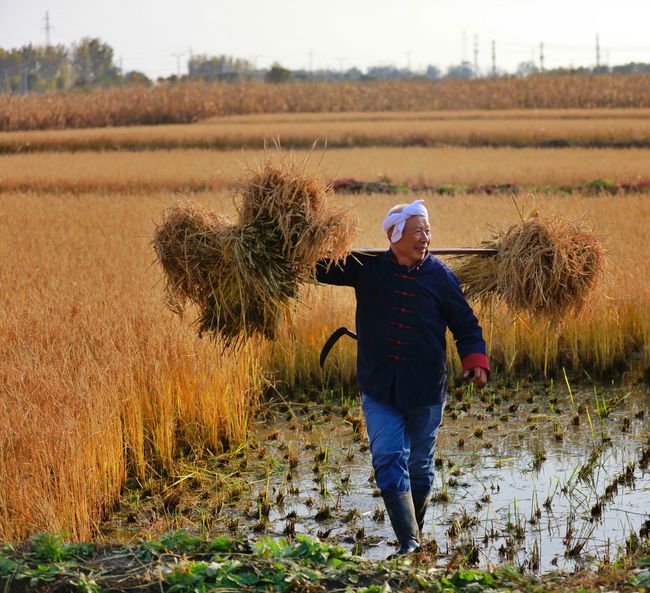 风吹稻花满村香猜一生肖，友爱作答落实解释