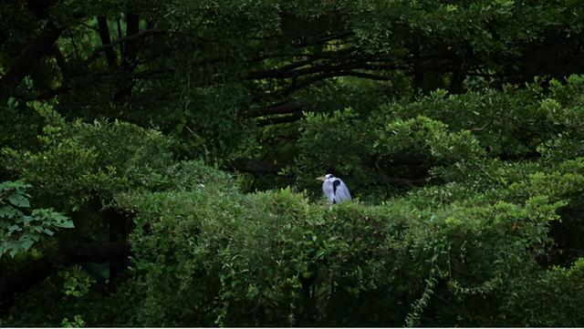 人心难测与生肖共舞，探索和谐共生的奥秘