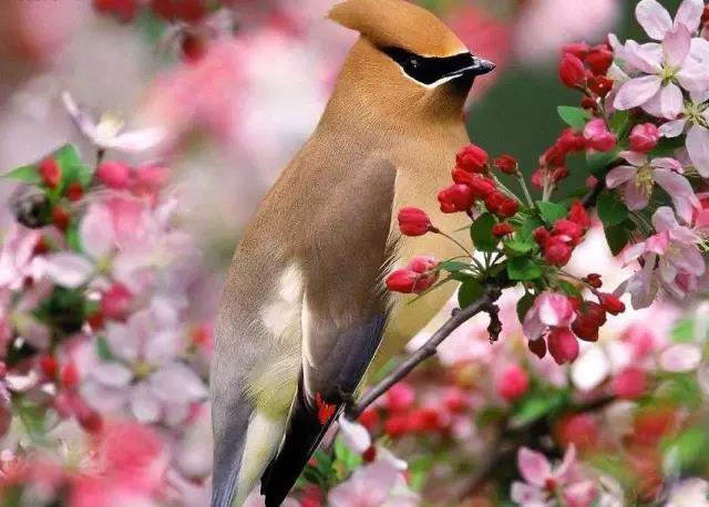 探秘花香鸟语背后的生肖智慧，一场关于自然与文化的深度对话