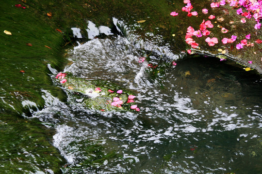 落花流水猜一动物，谁来落实解答？