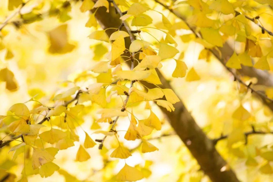 晨曦金黄，夕阳红—揭秘生肖之谜