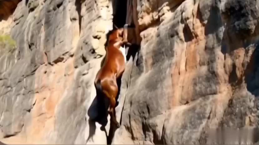 悬崖勒马猜一生肖，智慧与警醒的寓言