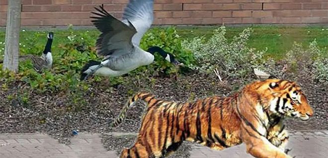 过江名士多如鲗猜一动物，相信作答落实解释