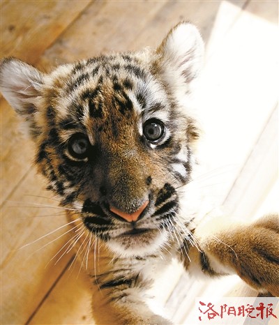 虎头虎脑，生肖文化中的温馨解析与文化解答