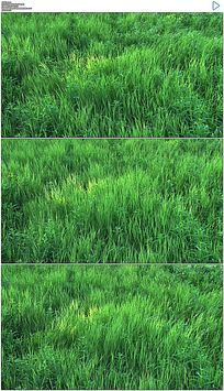 风吹草动，生肖动物背后的智慧与哲理