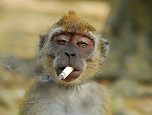 猴前面是什么生肖，全面揭晓解释落实