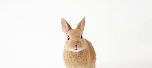 景代表的生肖，兔的智慧与优雅
