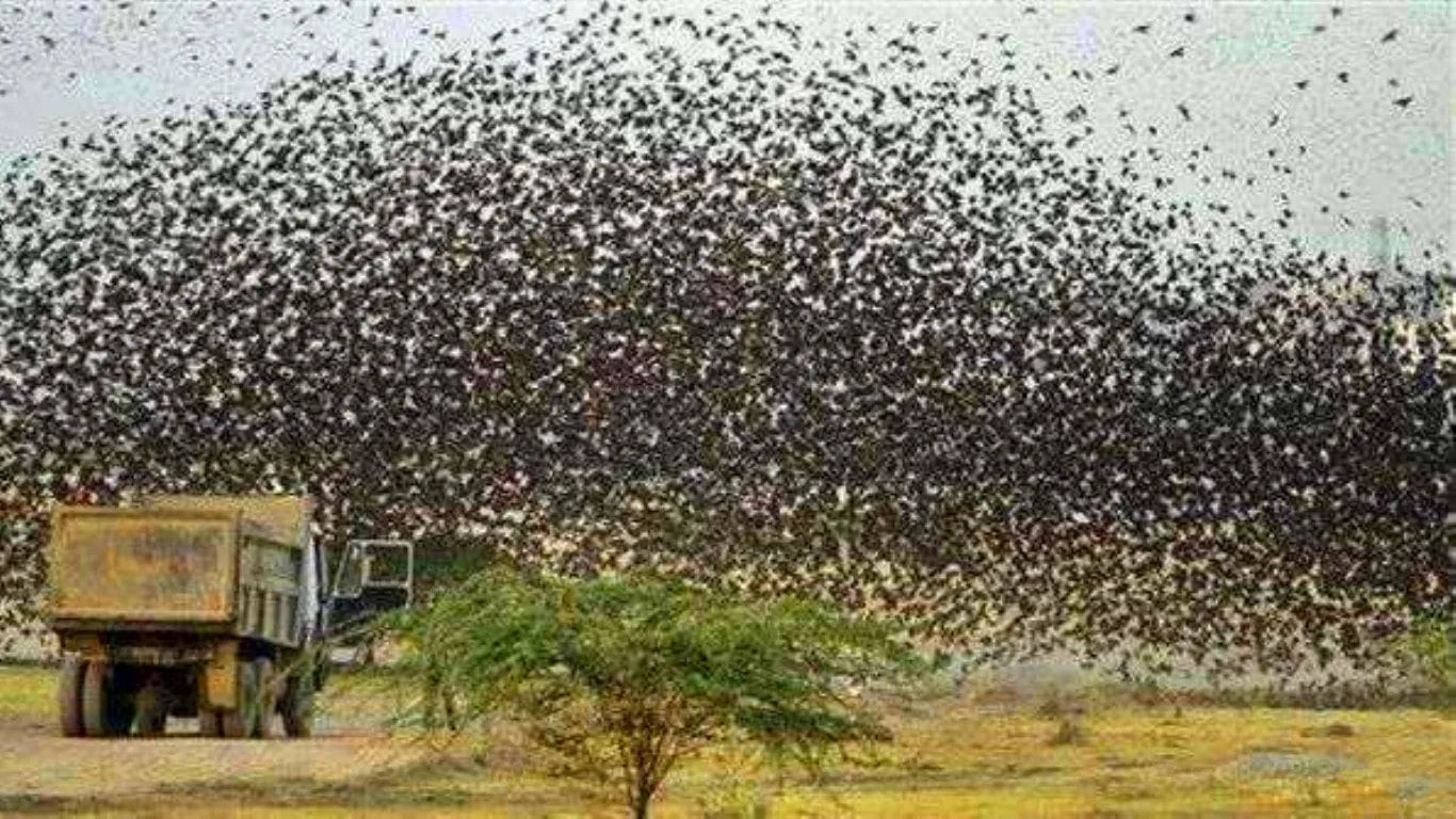 蜂拥而起猜一动物，友爱作答落实解释